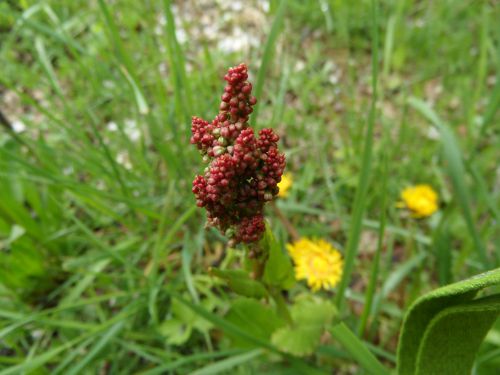 Rumex acetosa L. Oseille