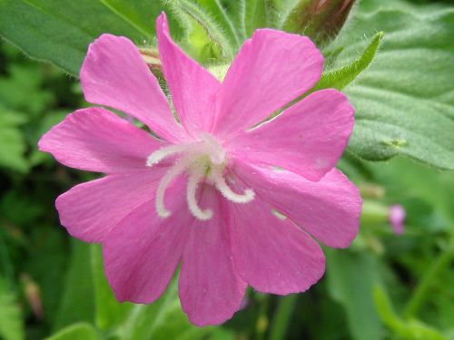 fleur de silène dioica