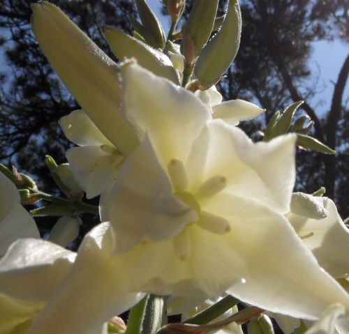 Fleur de Yucca