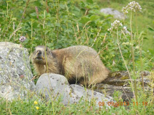 La marmotte ( ph de jean luc R)