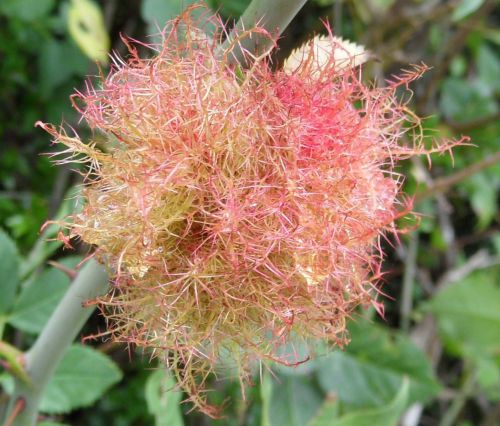 la fleur en macro  du rosier des chiens atteint de la maladie de Cynips