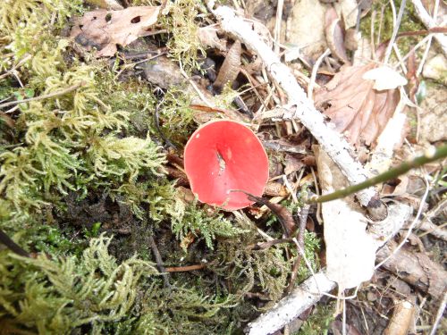 La coupe rouge du pézize