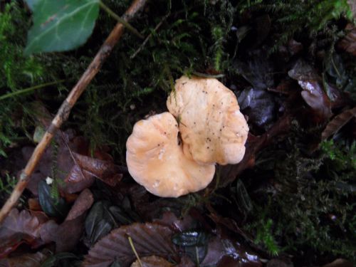 Polypore des brebis (Albatrellus ovinus)