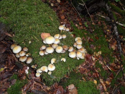 hypholoma fasciculare