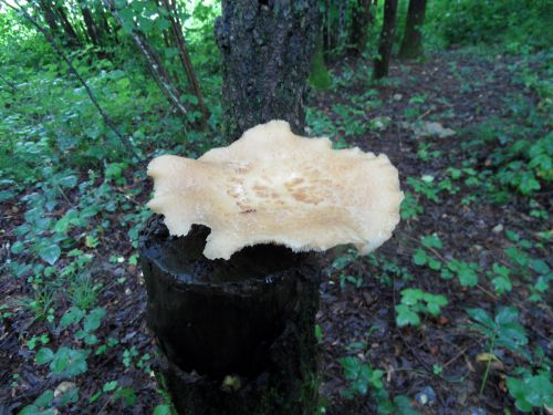 Polypore écailleux