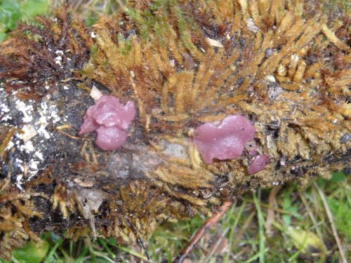 champignon gluant mauve pousse sur tronc d'arbre