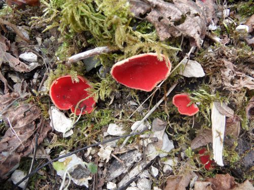 Sarcoscypha coccinea. Nom commun: Pézize écarlate