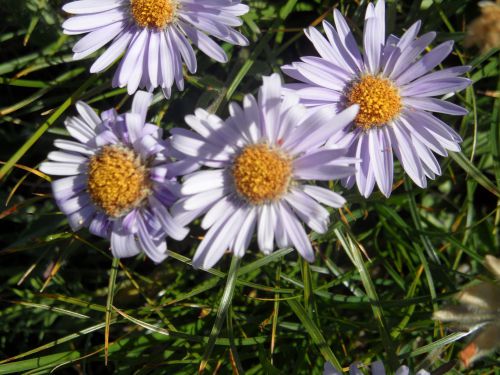 Aster des Alpes