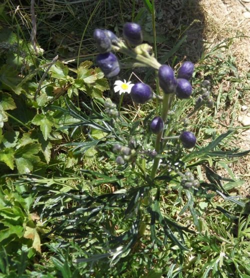 Fleur de Delphinium