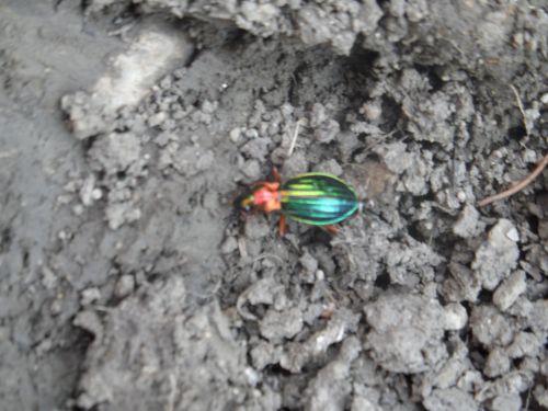 CARABE AUX REFLETS D'OR Carabus auronitens