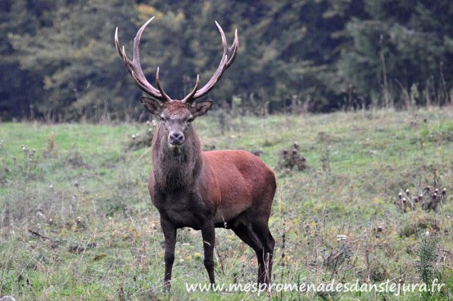 Le Cerf elaf ( ph de michel brétaudeau )