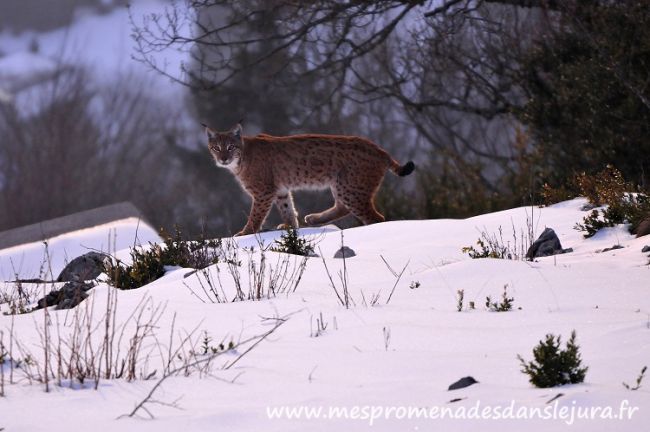 Le Lynx ( ph de michel brétaudeau )