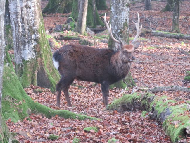 Le Cerf sika origine Japon   ( ph fabrice Henriet )