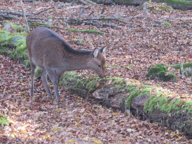 La biche sika ( ph fabrice henriet )