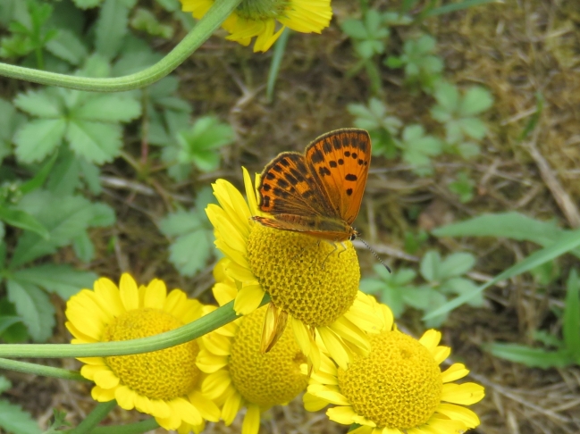 Cuivré femelle ( verge d'or )