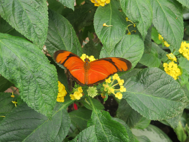 papillon Dryas julia