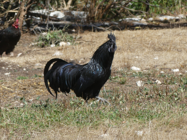 Coq race de Cemani