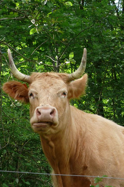 la vache villard de lans