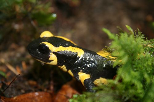 salamandre (photo de A serdet)