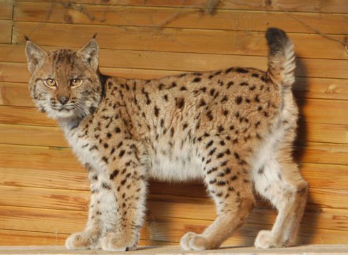 le lynx