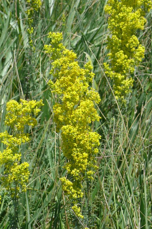 la gaillet jaune