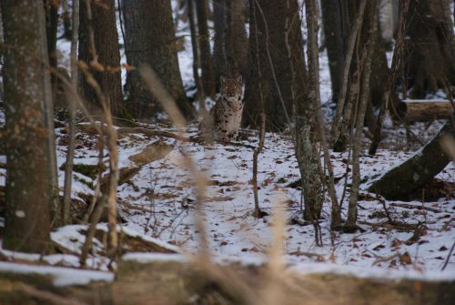 le lynx en attente  ph de jr Charton