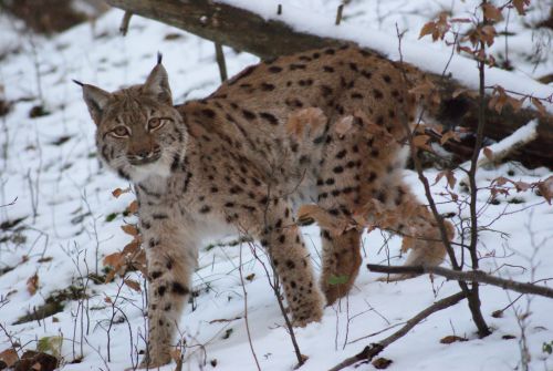 aperçu par le lynx  ph de jr Charton