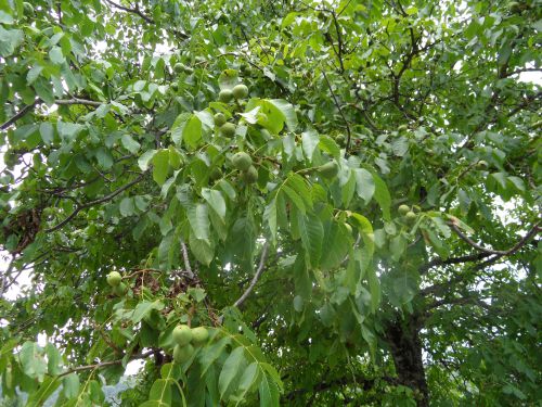 le noyer et ces fruits