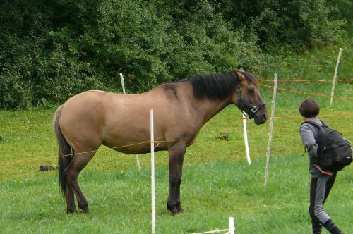 Cheval robe isabelle