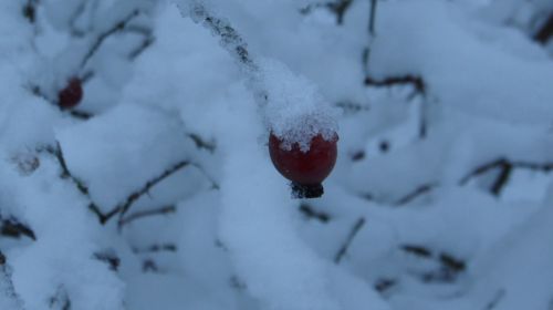 Cynorodon  sous la neige