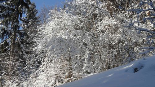 Arbre couvert d'un blanc manteau