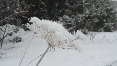 fleur pris par le givre 