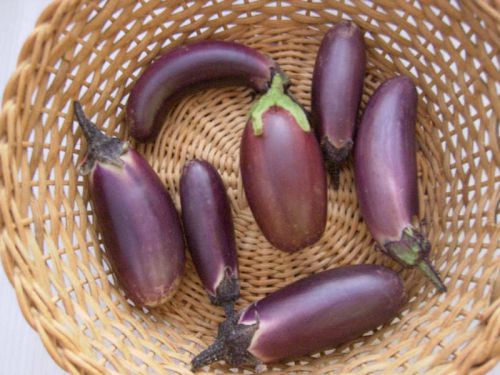 1er récolte d'aubergine
