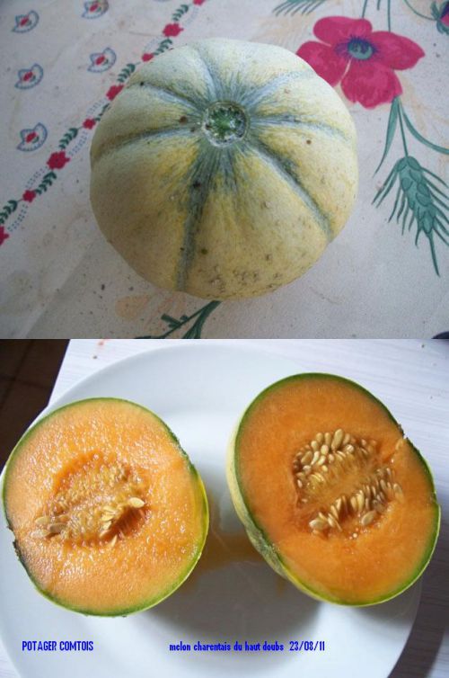 récolte melon charentais 
