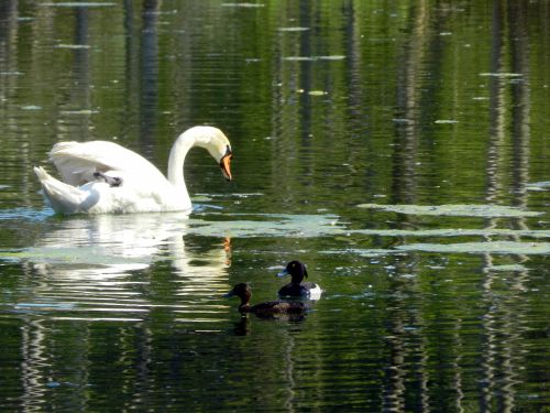 Cygne tubercule, couple fuligule morillon