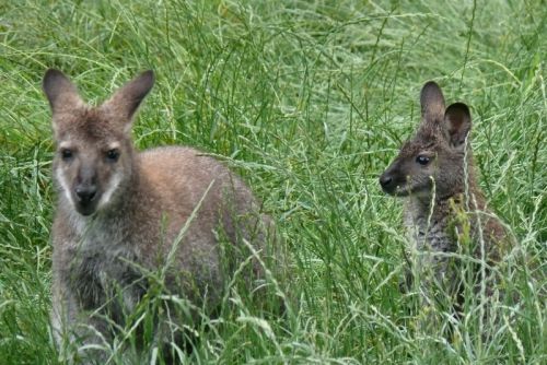 Skipy le wallaby avec sa petite compagne
