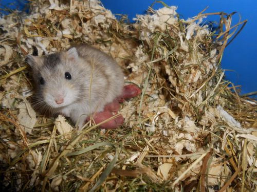 5 bébés hamsters nains