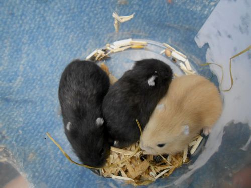3 bbs hamsters nains 16 jours