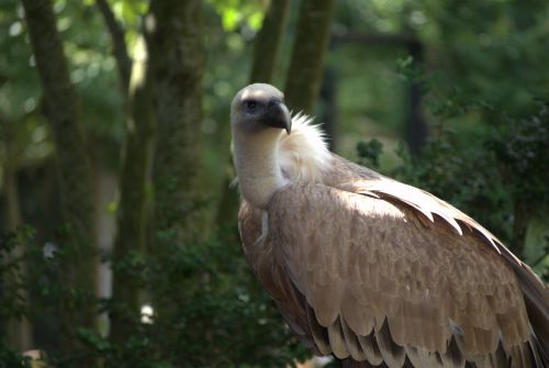 Vautour