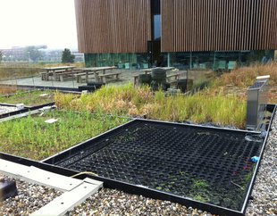 plant-e green roof.jpg