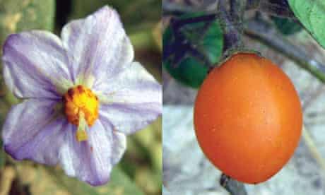 Solanum-baretiaes-flower--008.jpg