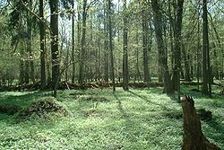 foret pologne.jpg