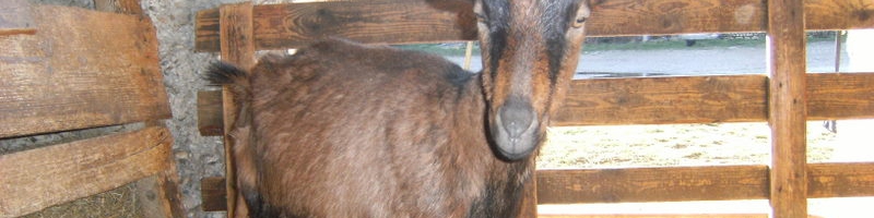 Ferme Pédagogique de St Eloi (01800)