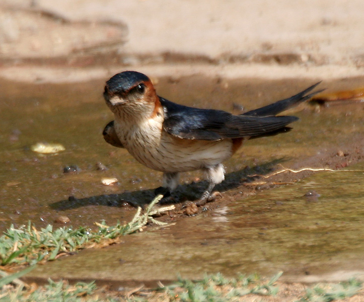 Red-rumped_Swallow_(Hirundo_daurica)_collecting_mud_for_nest_W_IMG_8001