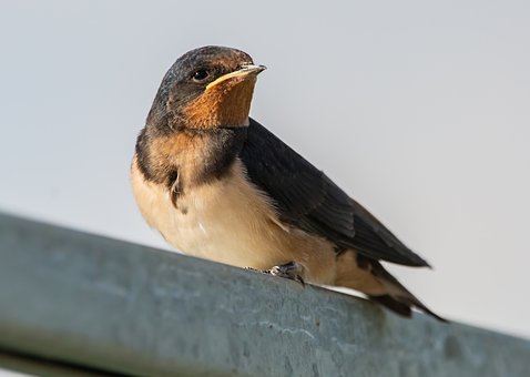 swallow-on-a-wire-5416856__340