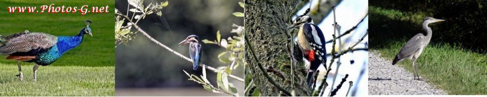 oiseaux, animaux, paysages, monuments,alsace