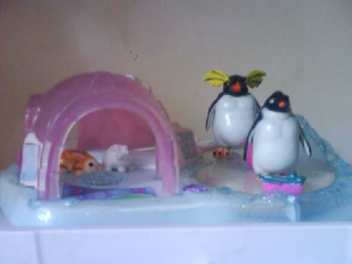 l  'igloo  des pingouins