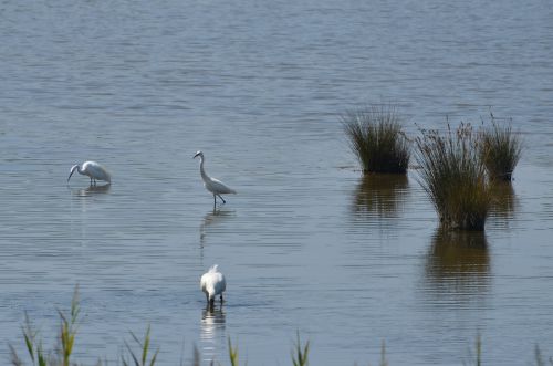 Parc Ornithologique Le Teich près d'Arcachon