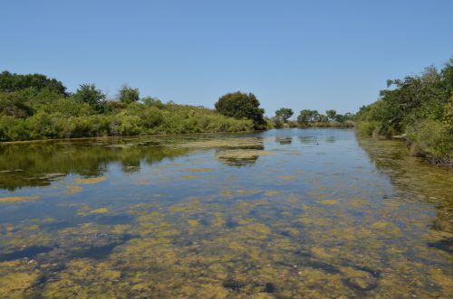 Parc Ornithologique Le Teich près d'Arcachon