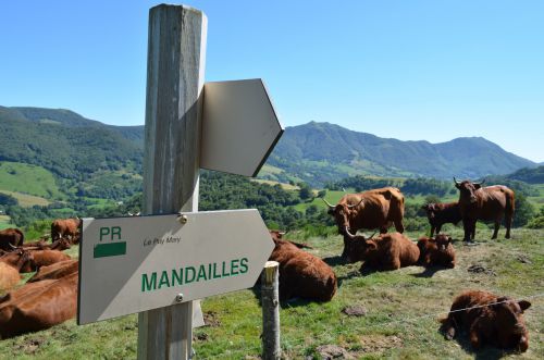 Vaches Salers en redescendant sur Mandailles - Cantal